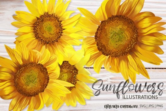 Download Summer Sunflower Illustrations SVG PNG - Illustrations Collection